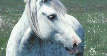 Equine Assisted Learning